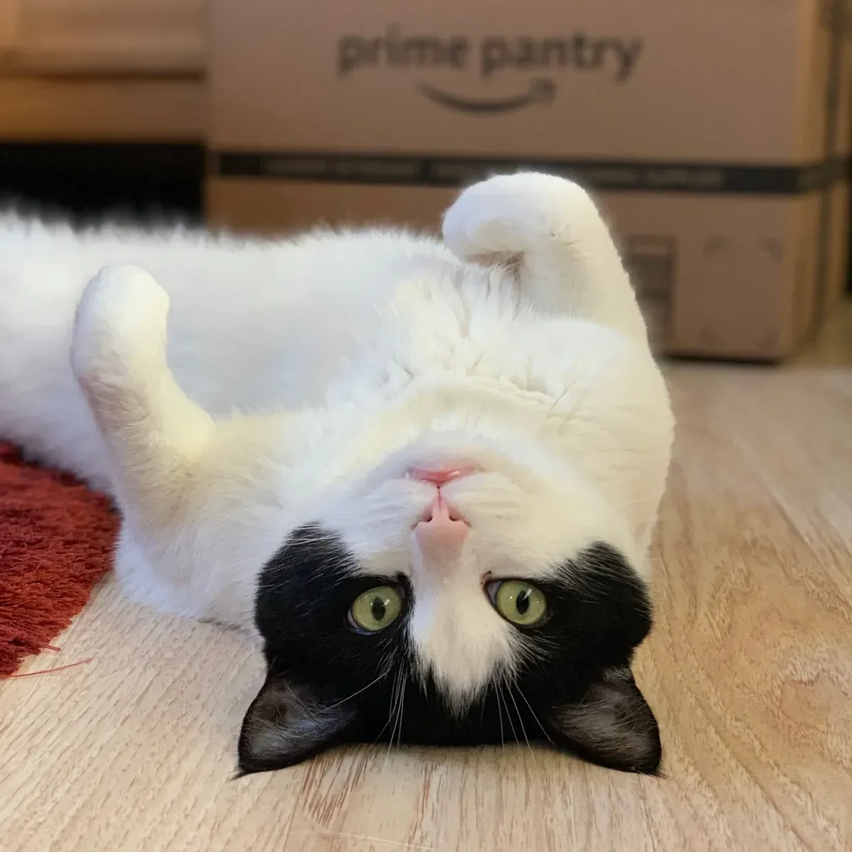 A cat lying on its back on the floor beside a delivered box that has been brought inside