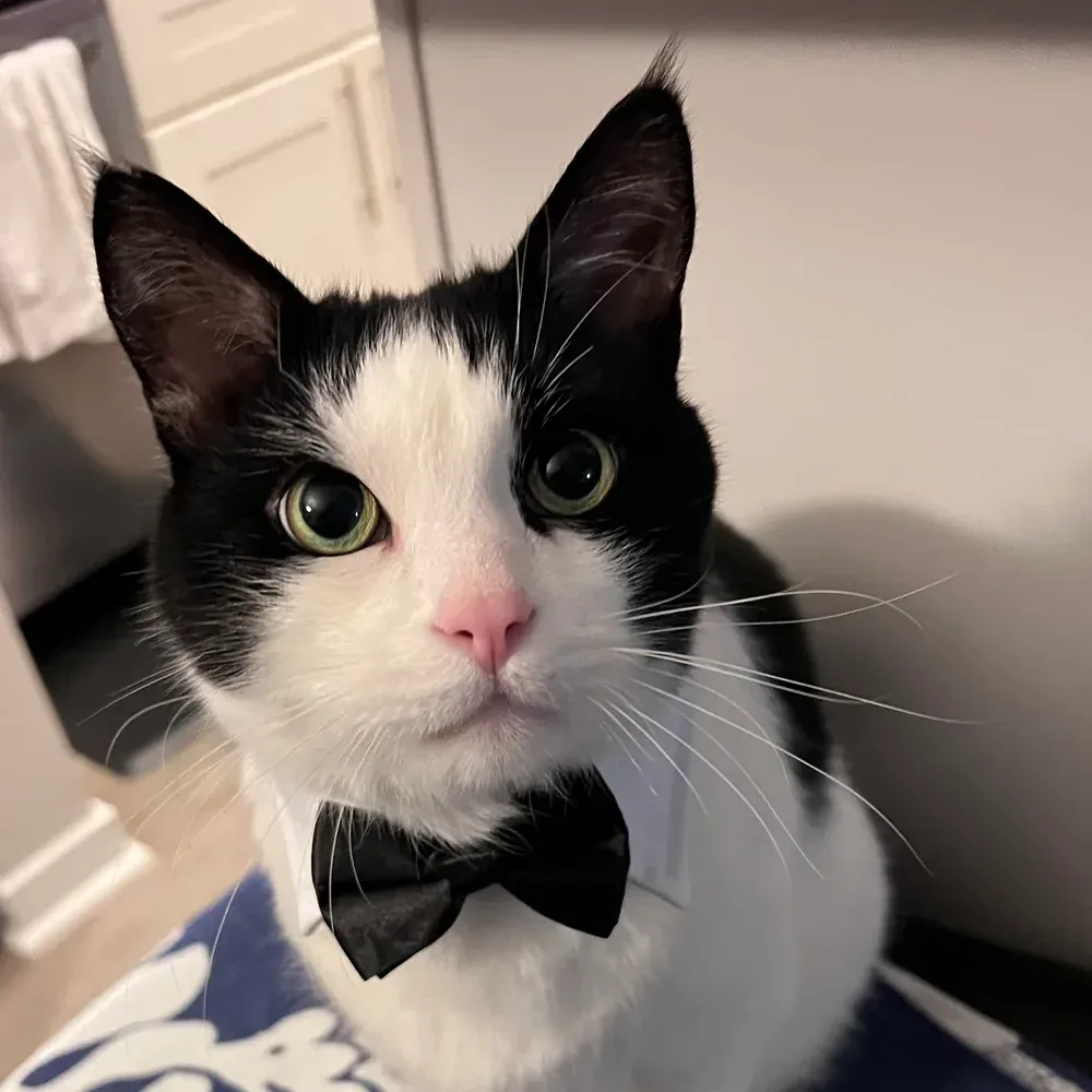 Jim, a tuxedo cat, wearing a black bow tie